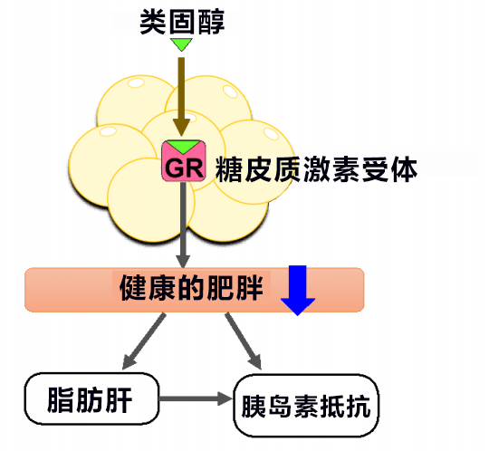 日本查明类固醇引发糖尿病的部分机理