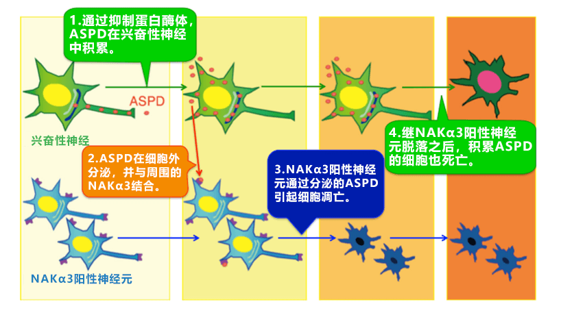 京都大查明阿尔茨海默病神经毒性物质的形成和传播机制