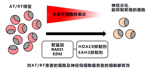 日本京都大学与东京大学利用人源iPS细胞制作脑肿瘤模型，查明儿童脑肿瘤病理