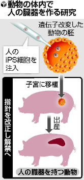 日本放开“人兽嵌合胚”培育,“异种器官移植”成可能