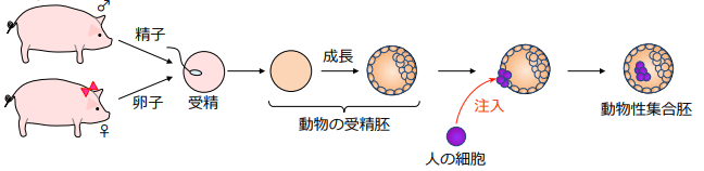 日本放开“人兽嵌合胚”培育,“异种器官移植”成可能