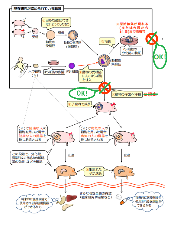 日本放开“人兽嵌合胚”培育,“异种器官移植”成可能