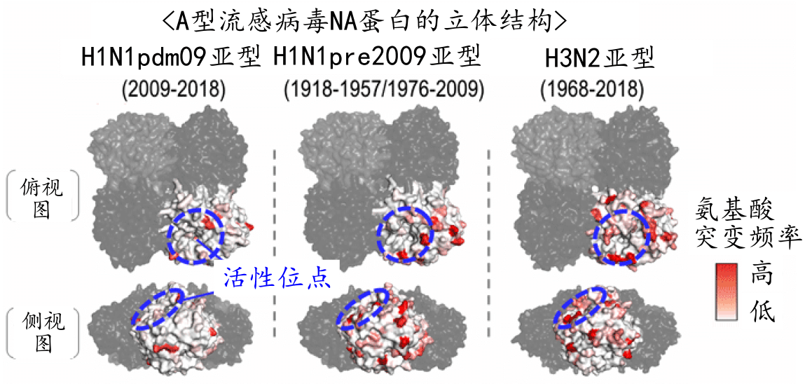 日本查明流感病毒的新抗原性变化