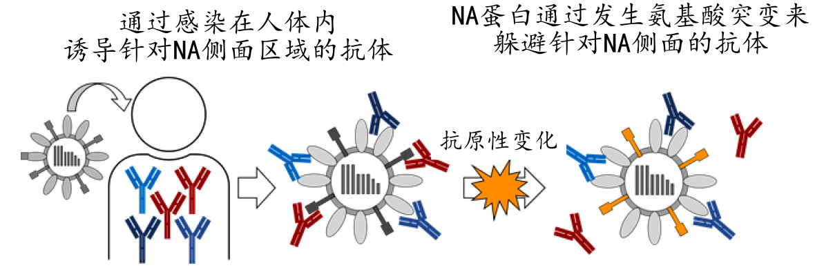 日本查明流感病毒的新抗原性变化