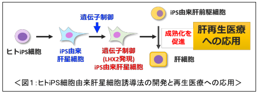 日本iPS细胞研究报告(廿五) 东医齿大篇:肝星状细胞制备成功