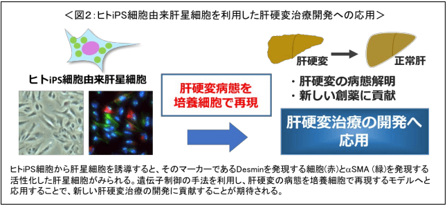日本iPS细胞研究报告(廿五) 东医齿大篇:肝星状细胞制备成功