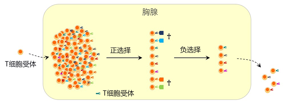 日欧研究者全球首次确定与免疫耐受有关的细胞