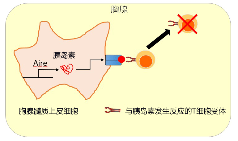 日欧研究者全球首次确定与免疫耐受有关的细胞