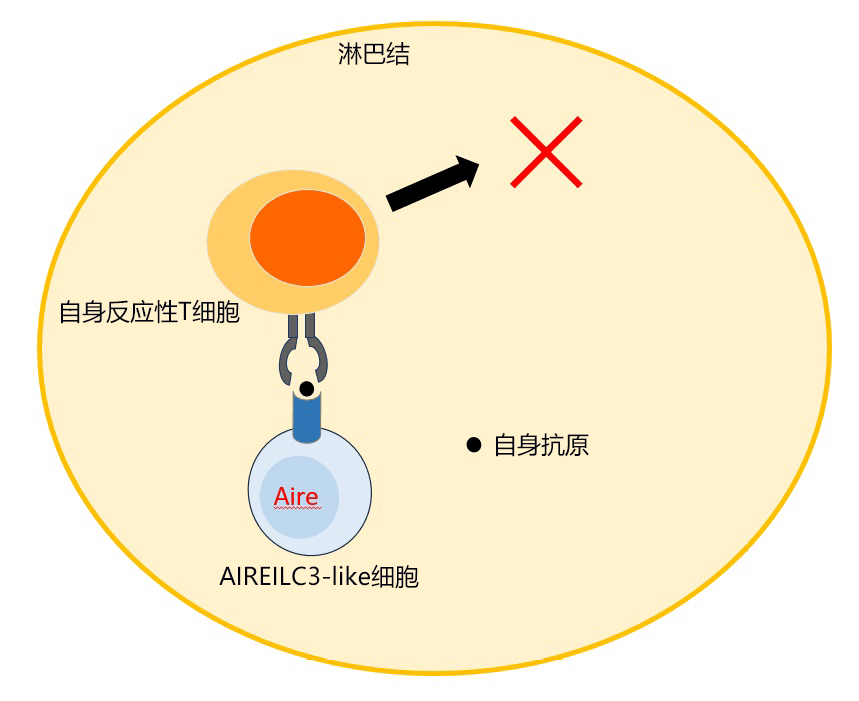 日欧研究者全球首次确定与免疫耐受有关的细胞