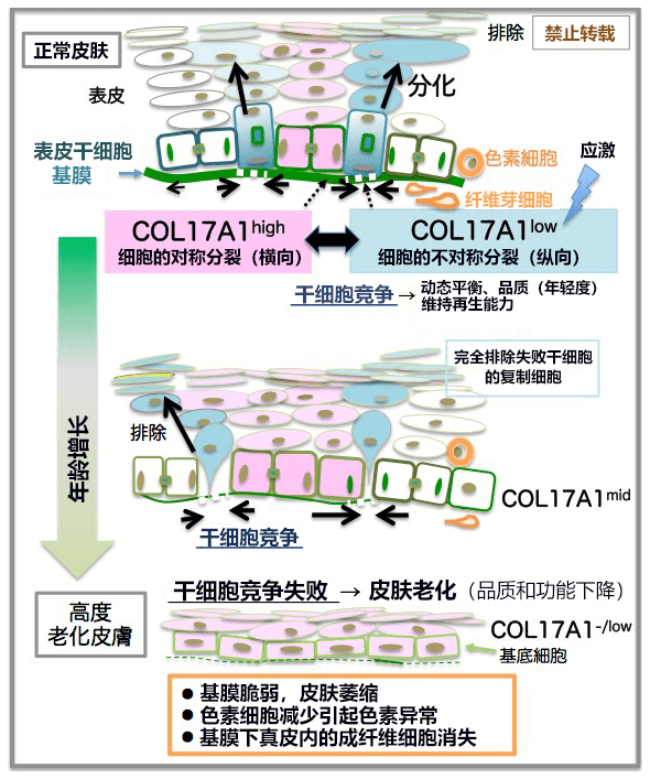 日本查明皮肤年轻和衰老的机理