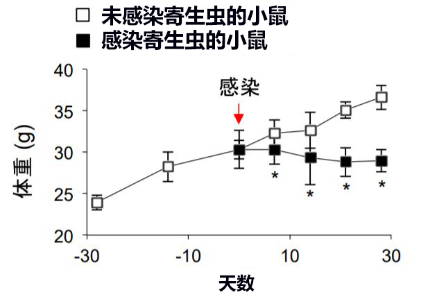 全球首次科学证明寄生虫有减肥效果