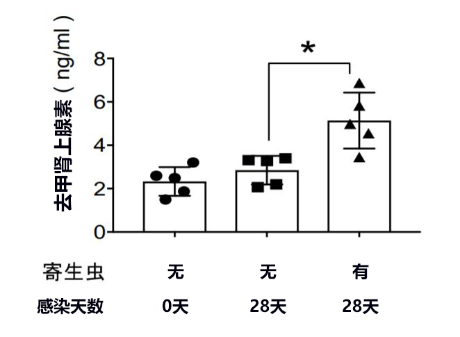 全球首次科学证明寄生虫有减肥效果