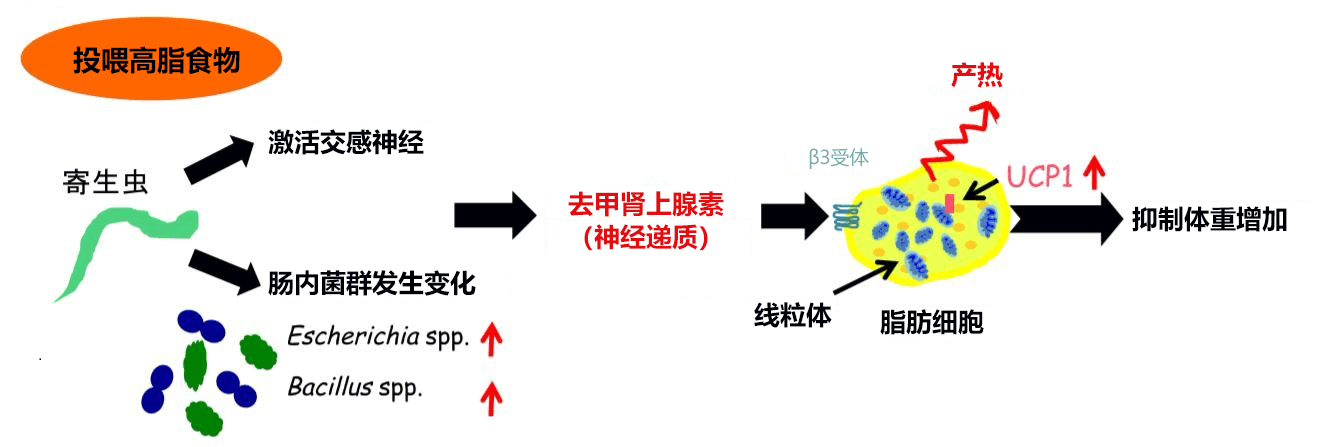 全球首次科学证明寄生虫有减肥效果