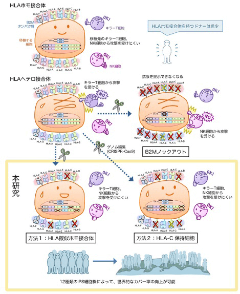日本iPS细胞研究报告(廿八)京大篇：排斥反应规避技术