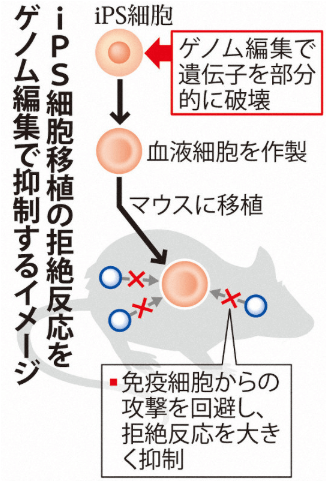 日本iPS细胞研究报告(廿八)京大篇：排斥反应规避技术