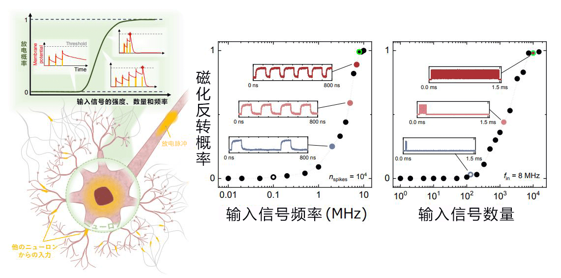 日本东北大学开发出再现神经元和突触动作的自旋电子元件,可自由变化
