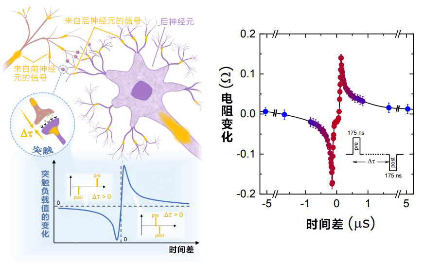 日本东北大学开发出再现神经元和突触动作的自旋电子元件,可自由变化