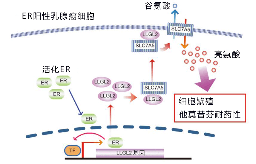 日美共同发现诱导乳腺癌细胞繁殖和导致药物失效的关键蛋白质