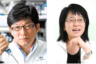 日本iPS细胞研究报告(廿九) 理研篇:确认视网膜移植试验安全性