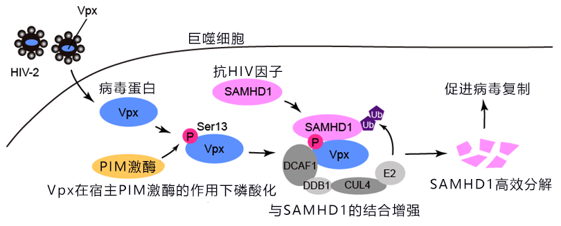 抗HIV的一大发现！日本多所大学联合查明艾滋病毒逃脱人体防御系统攻击的机理