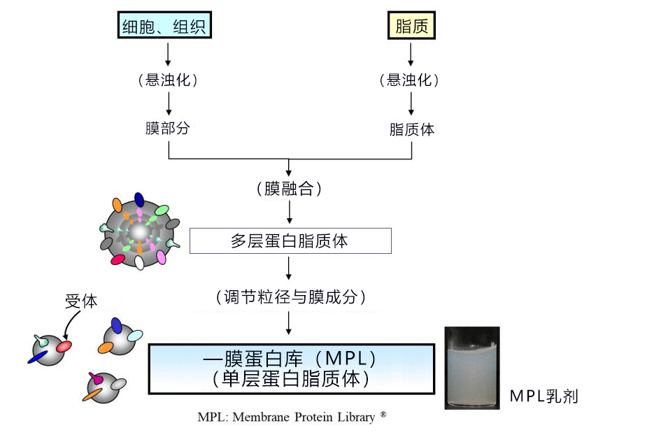 日本东北大学与Protosera成功确定抑制帕金森病恶化的候选分子