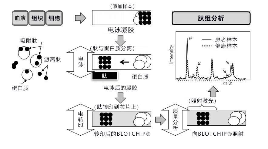 日本东北大学与Protosera成功确定抑制帕金森病恶化的候选分子