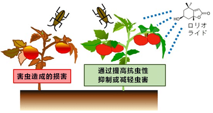 利用天然物质提高番茄等植物的防虫害能力