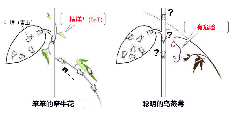 聪明的乌蔹莓能主动避开叶螨