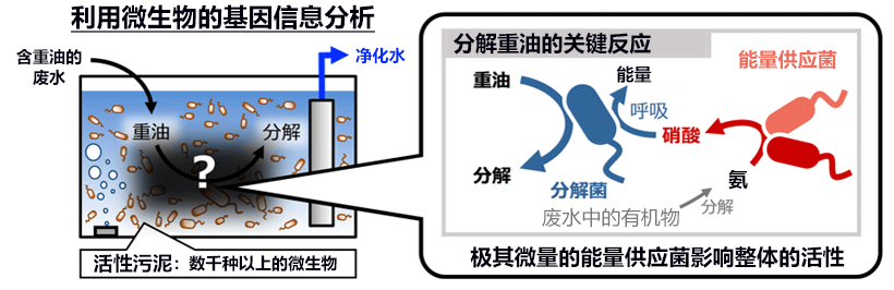 日本产综研发现，活性污泥中的硝化细菌会影响水处理性能