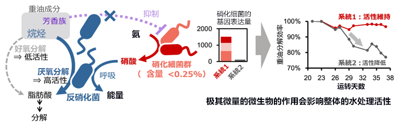 日本产综研发现,活性污泥中的硝化细菌会影响水处理性能