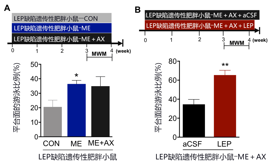 日美联合发现摄取虾青素+轻度运动可增强海马体记忆能力