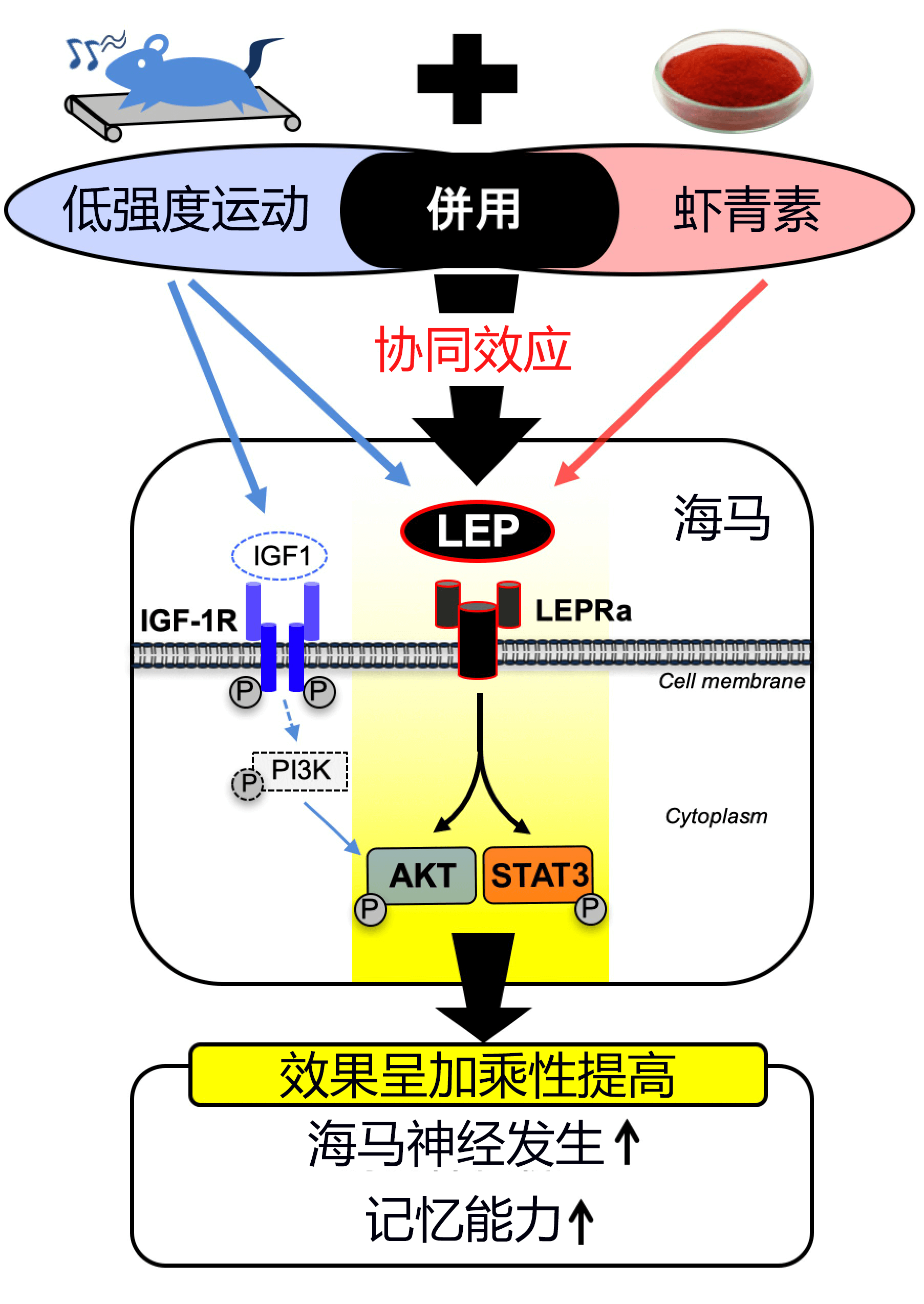 日美联合发现摄取虾青素+轻度运动可增强海马体记忆能力