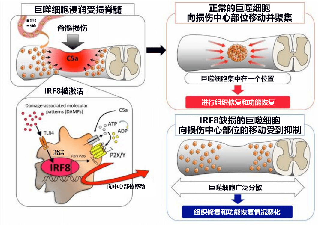 九州大学等明确中枢神经如何自我修复