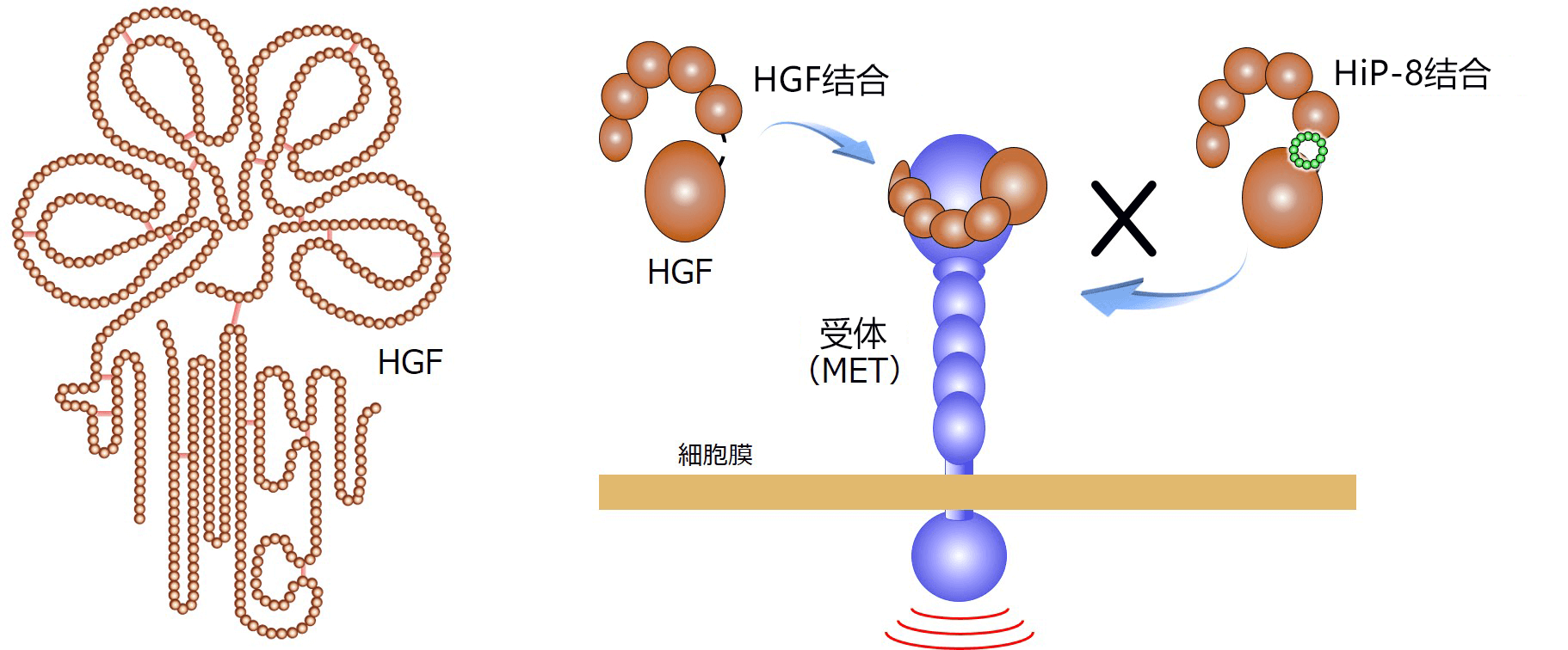 日本发现有助于诊断和治疗癌症的环肽