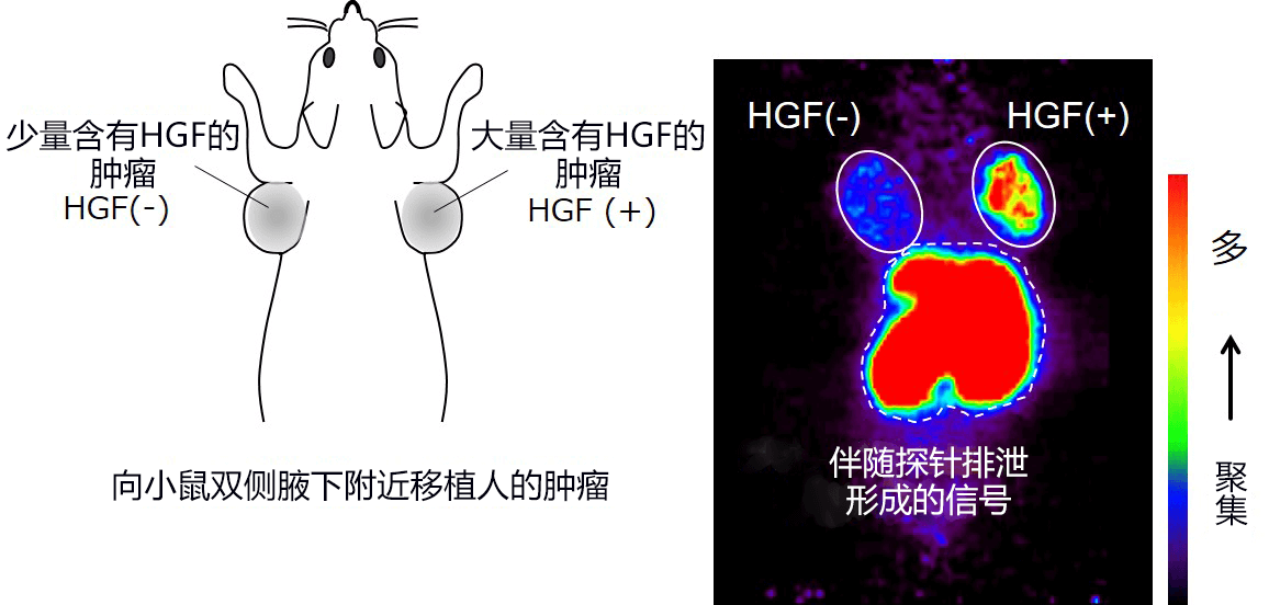 日本发现有助于诊断和治疗癌症的环肽