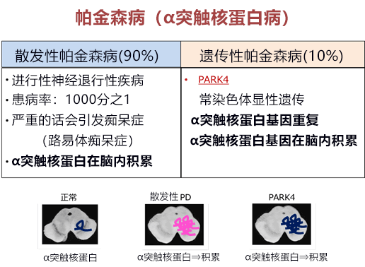 日本开发新型核酸药物，向根治帕金森病迈进一大步