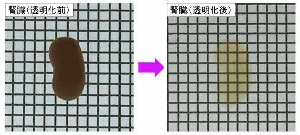 东大医学部实现肾脏透明化，在器官原始形态下实现荧光成像