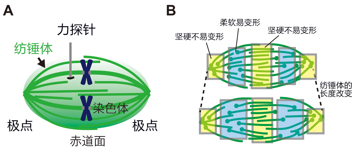 人类纺锤体具有坚硬与柔软部位