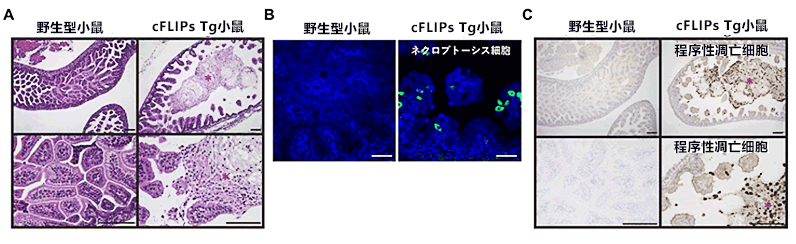 日本开发出新小鼠模型，有望查明新生儿坏死性肠炎病因