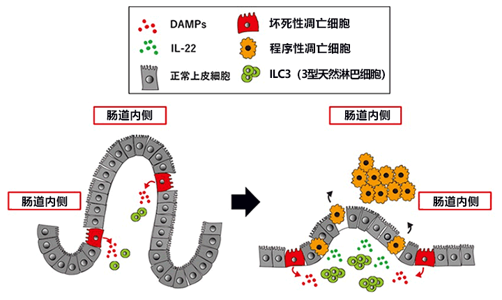 日本开发出新小鼠模型，有望查明新生儿坏死性肠炎病因