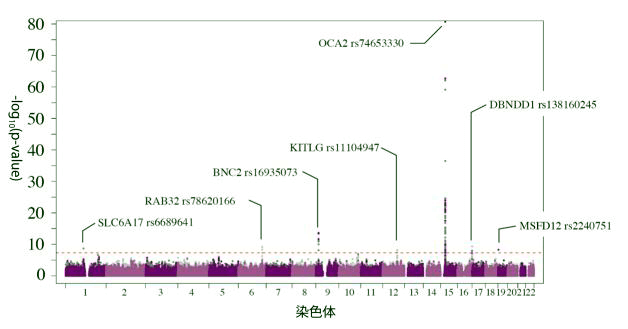 皮肤是否容易晒黑由基因决定