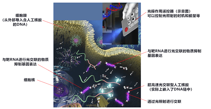 用光控制细胞内靶基因表达,有望应用于抗癌核酸药物