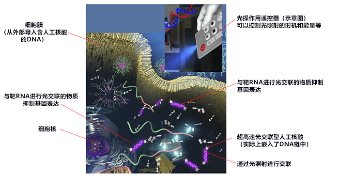 用光控制细胞内靶基因表达，有望应用于抗癌核酸药物