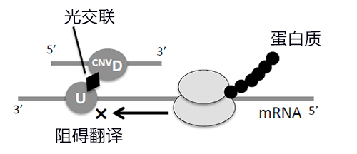 用光控制细胞内靶基因表达,有望应用于抗癌核酸药物