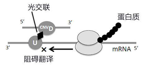 用光控制细胞内靶基因表达，有望应用于抗癌核酸药物