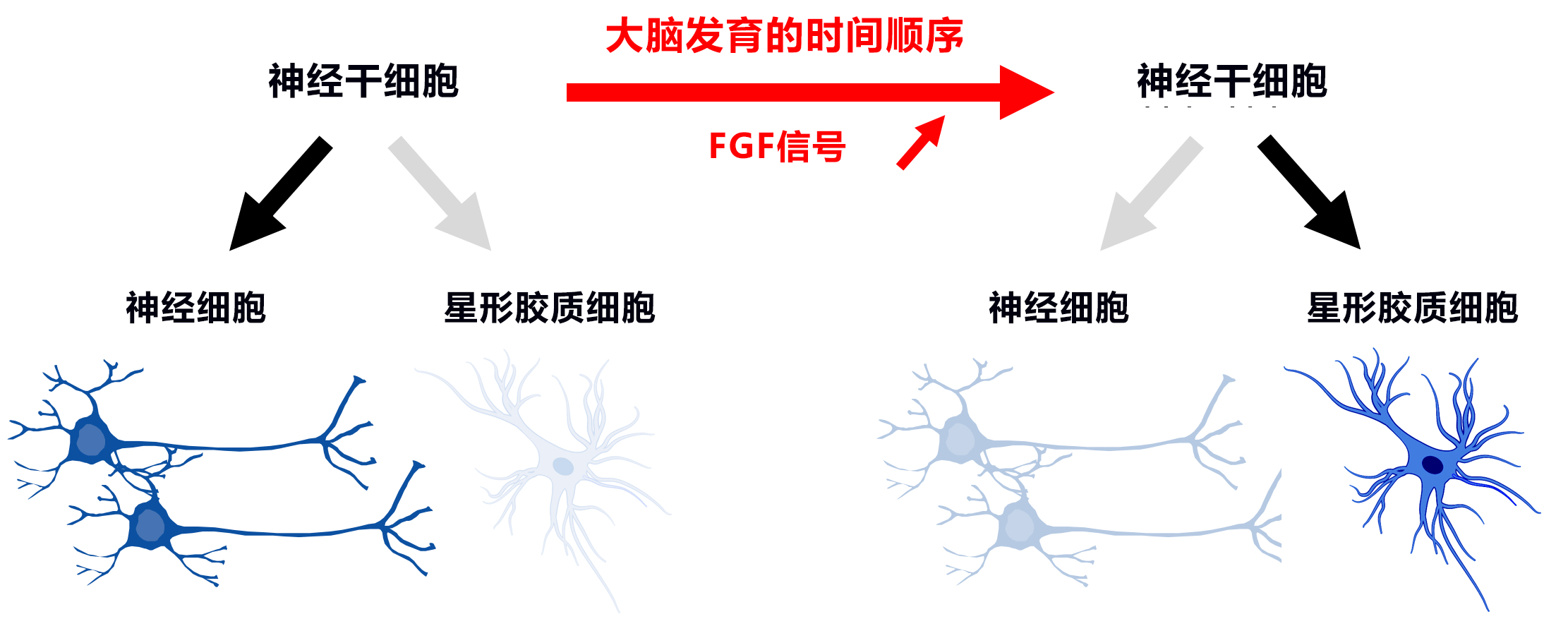 神经细胞还是星形胶质细胞?有个开关决定命运