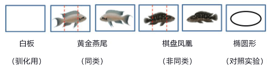鱼儿也是看脸的!