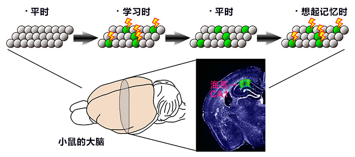 睡眠保存记忆！日本富山大学观察到大脑细胞建立记忆的情形