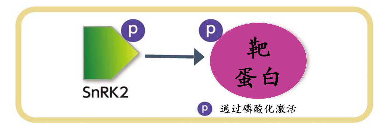 培育节水耐旱小麦，变干旱地区为世界粮仓