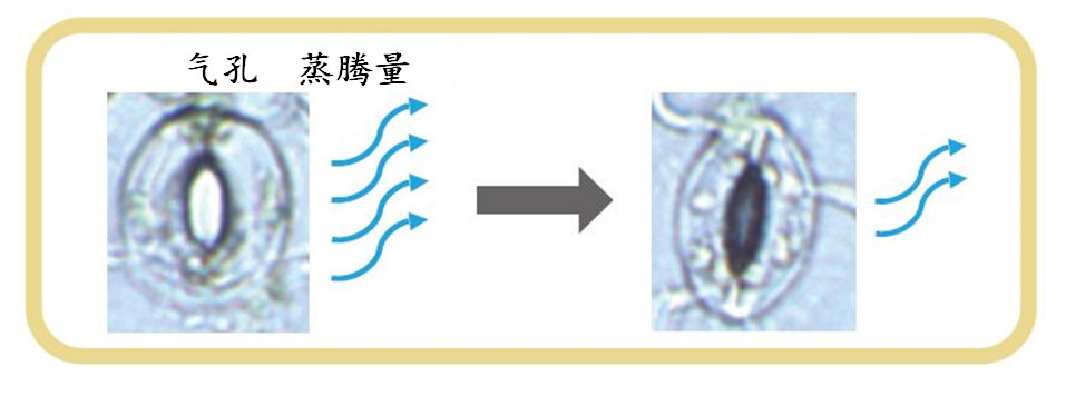 培育节水耐旱小麦，变干旱地区为世界粮仓